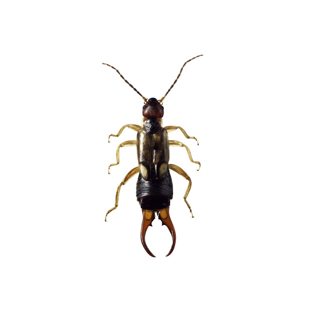 Waco Pest Control Termite Control IPest Solutions Waco Exterminator