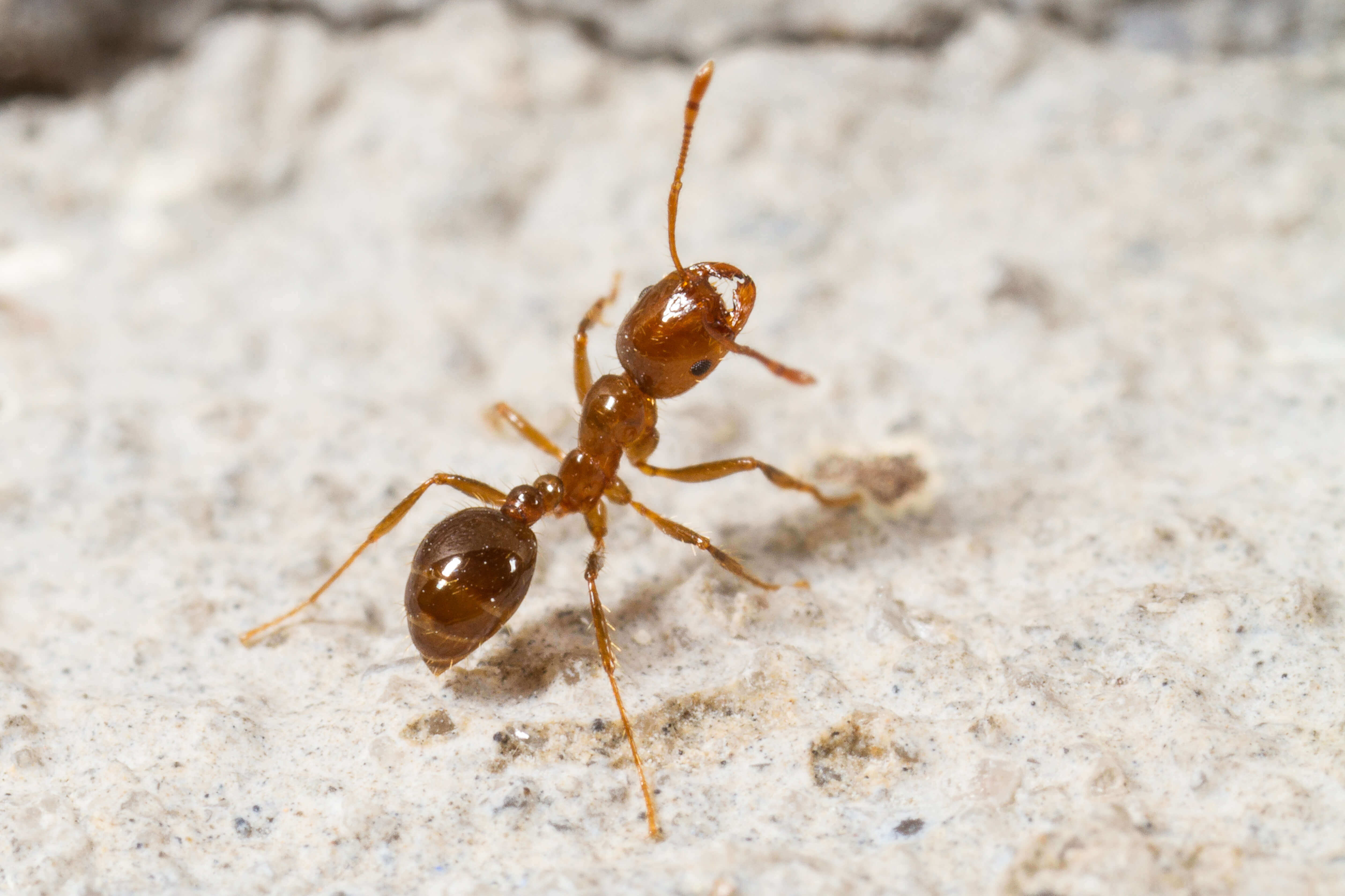 Красный Огненный муравей. Solenopsis Invicta