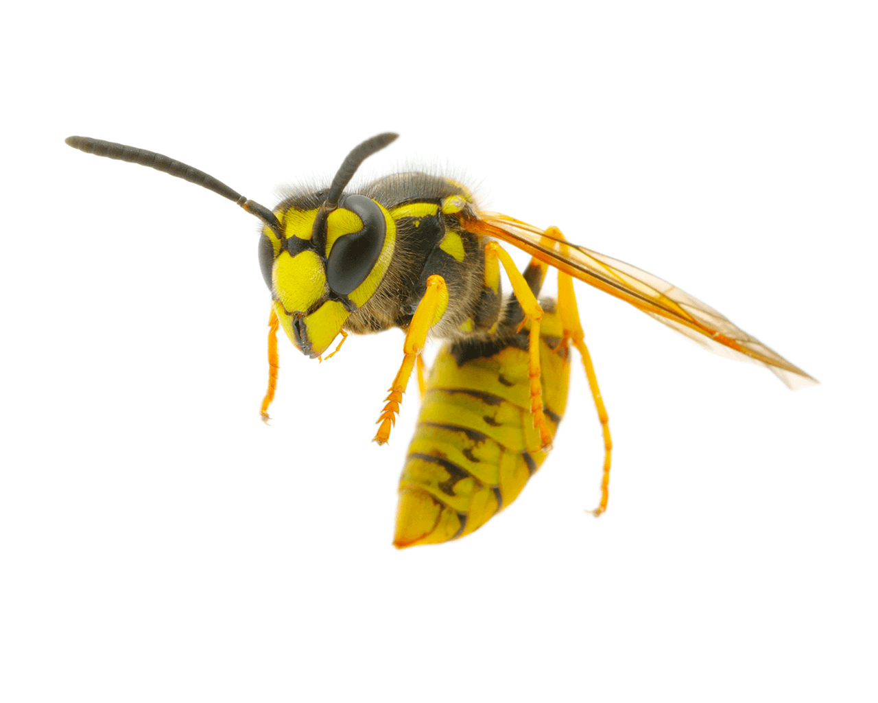 Yellowjackets and Wasps - San Mateo County Mosquito and Vector Control  District