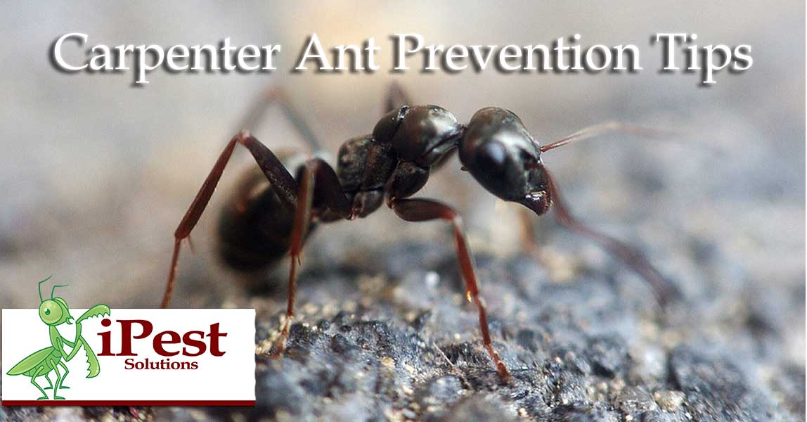 Carpenter Ants Waco Texas,What Is Coriander Powder
