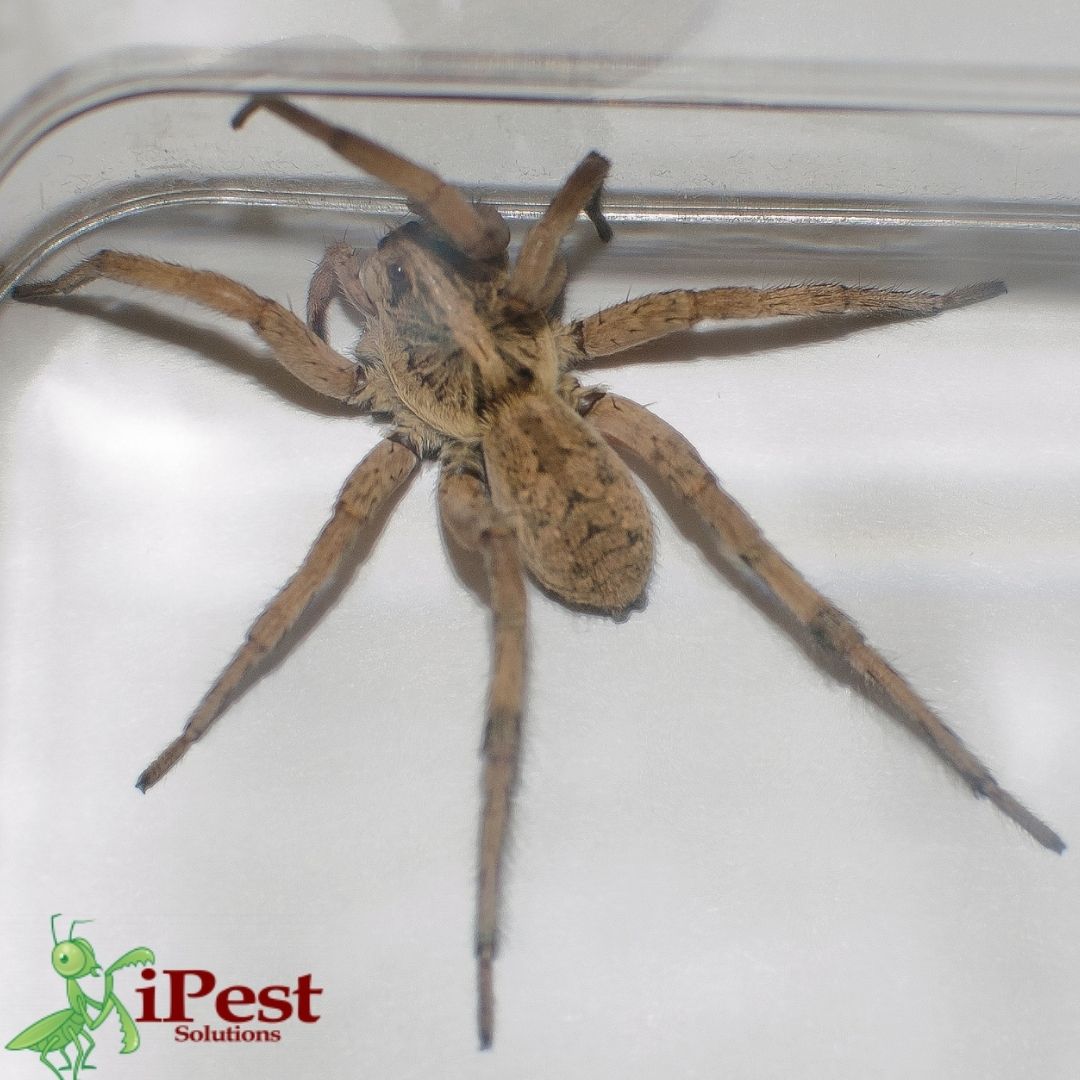 Black Widow Spiders - San Antonio, College Station Pest Control