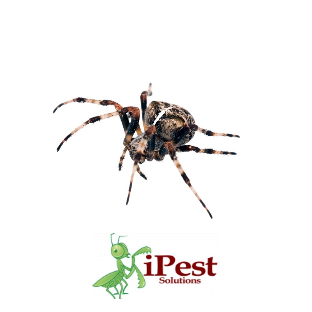 Black Widow Spiders - San Antonio, College Station Pest Control